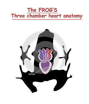 Frog heart anatomy on black dog silhouette with shadow isolated. Part of the mammal heart. Anatomy of pet heart illustration. Educ photo